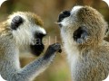 Grooming Monkeys