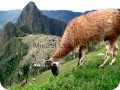 Machu Pichu